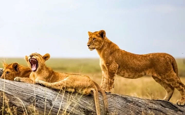 3-Day Amboseli Group Joining Safari 4x4 Jeep 2026- 2028