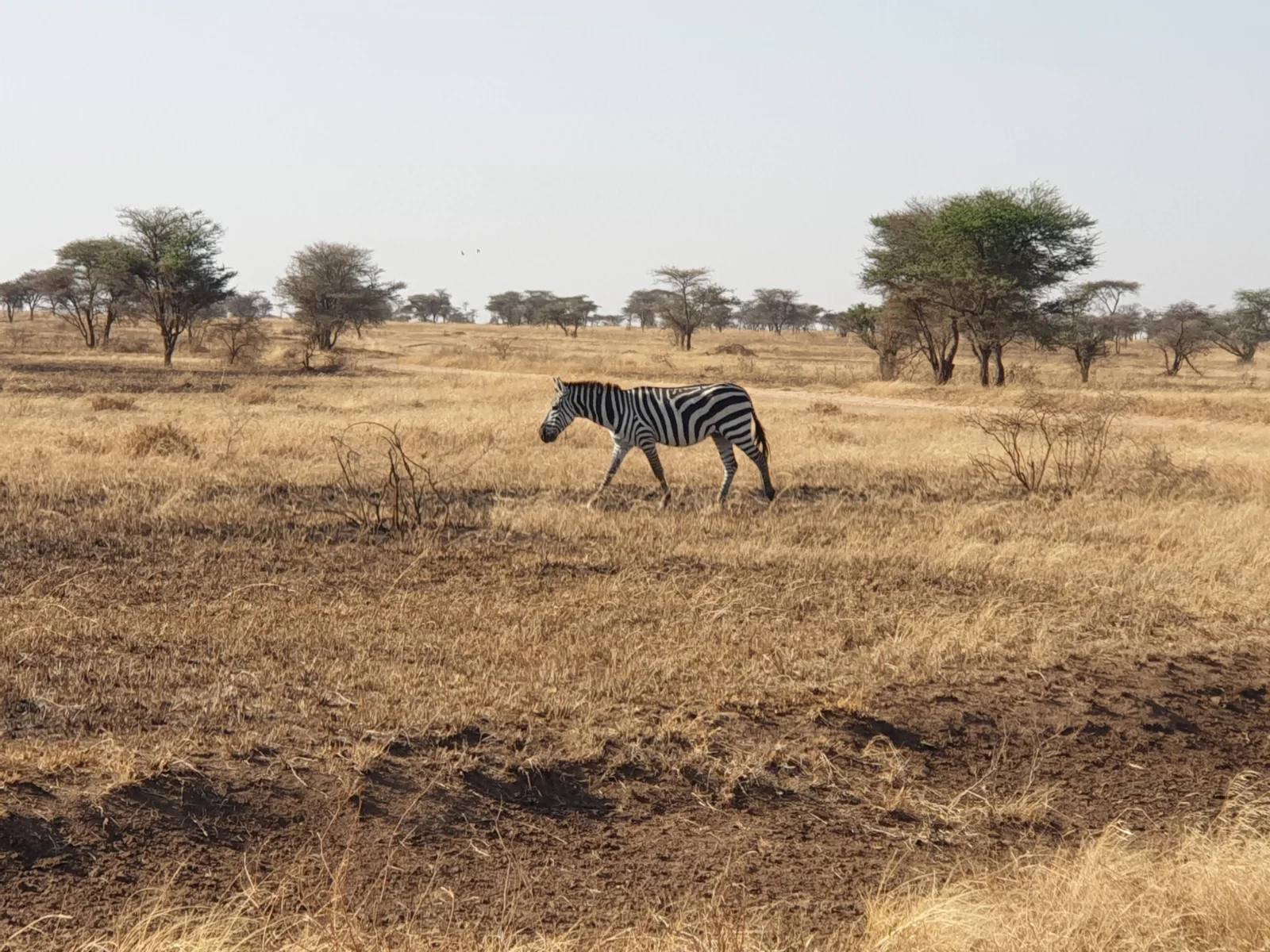 Island and Safari Adventure: Zanzibar to Mikumi & Udzungwa