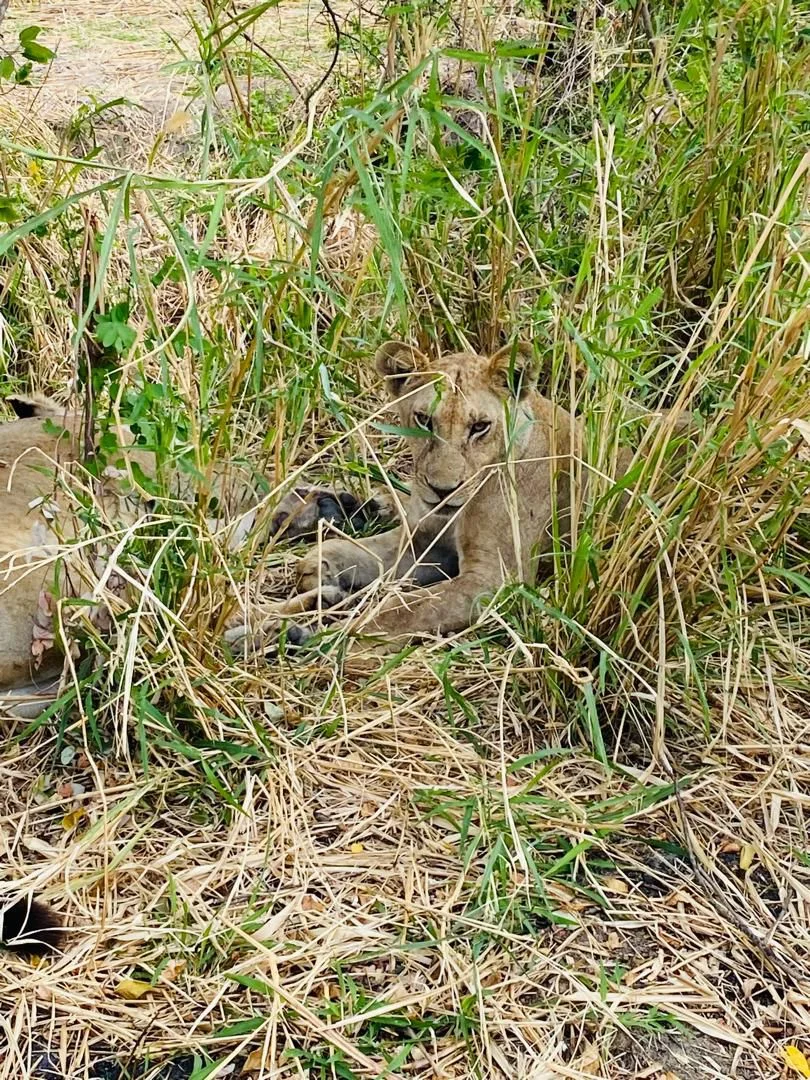 3-Day Safari by Sgr Train, Witness the Magic of Mikumi