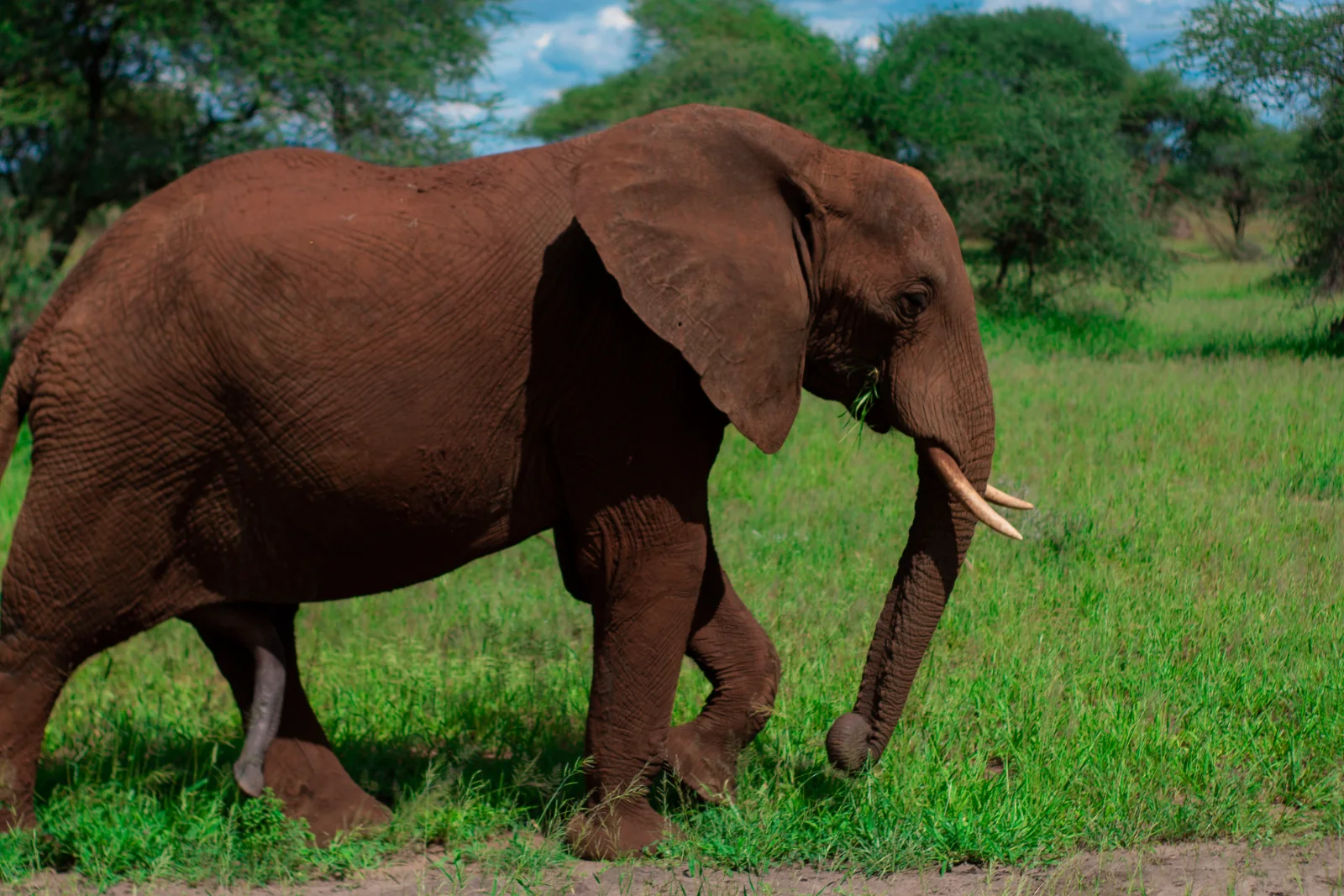 The Best 5-Day 4 Night Mikumi NP & Ruaha NP Mid - Range Tour