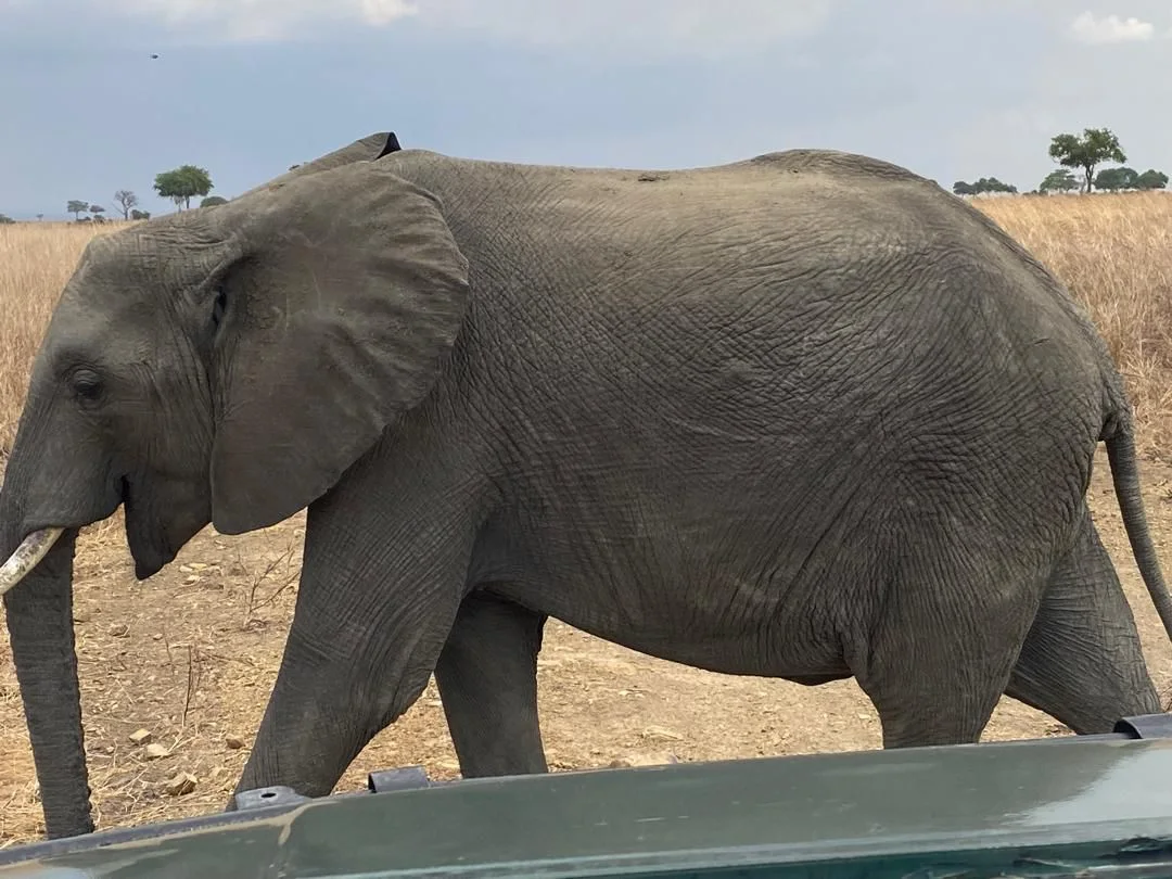 2-Day Romantic Honeymoon Safari to Mikumi by Sgr Train