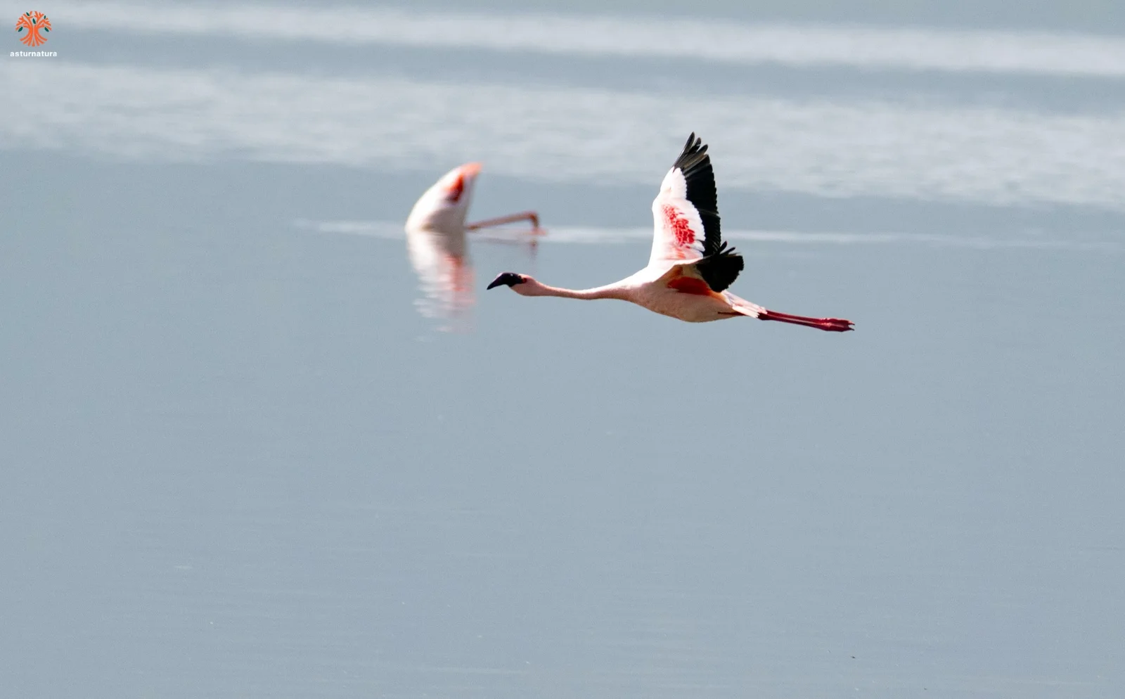 7-Day Serengeti Wildebeest Migration Camping Tours and Safaris