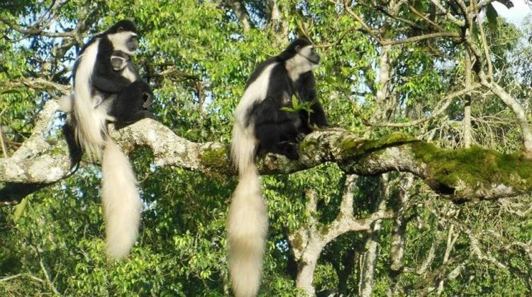 5-Day Kilimanjaro Christmas Summit