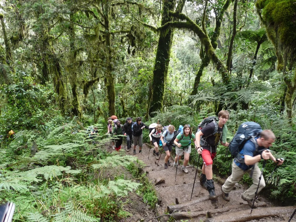 Experience the Best 1-Day Kilimanjaro Day Hike up to Mandara Hut