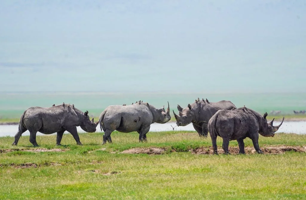 5-Day Group Tour Tarangire Serengeti Ngorongoro Lake Manyara