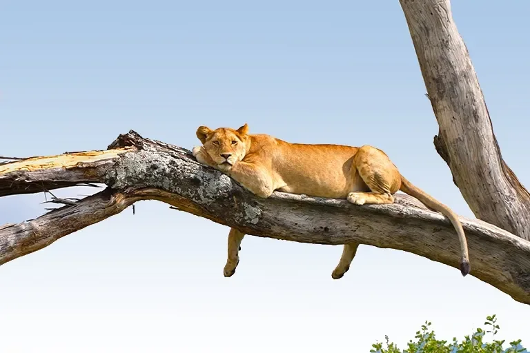 9-Day Lifetime Safari Experience Tour