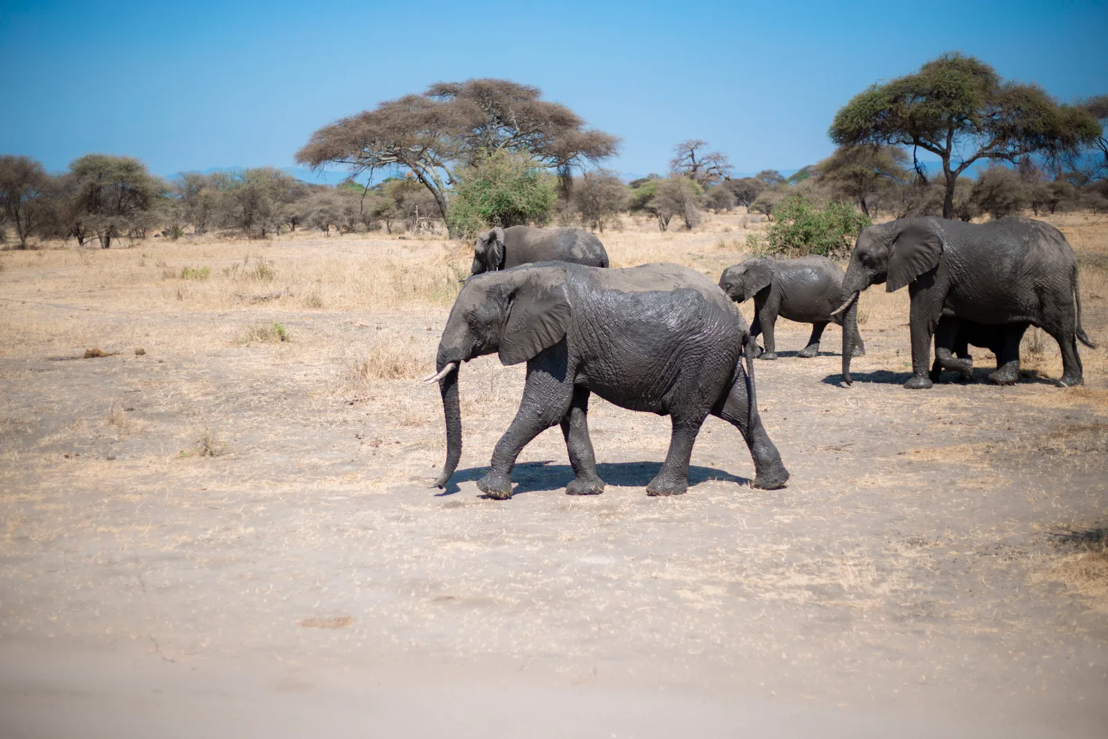 Explore 1-Day Tarangire Trip impressive tour
