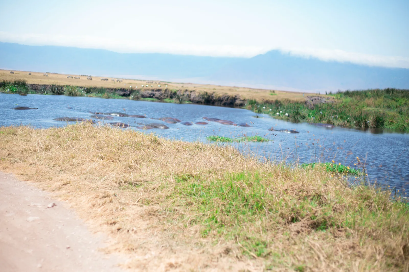 3-Day Mikumi Safari by Jeep, Camping Camp Bastian