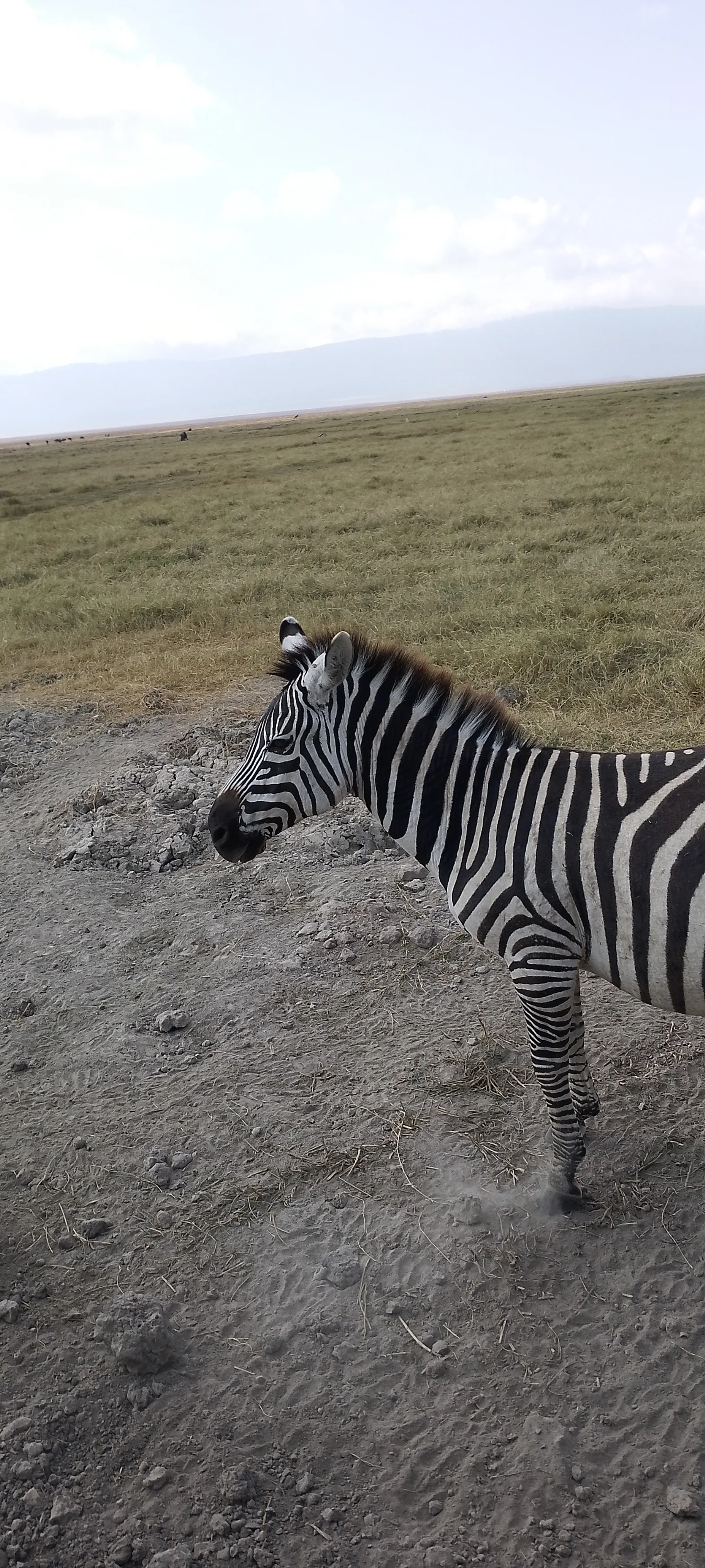 3-Day Southern Tanzania Safari