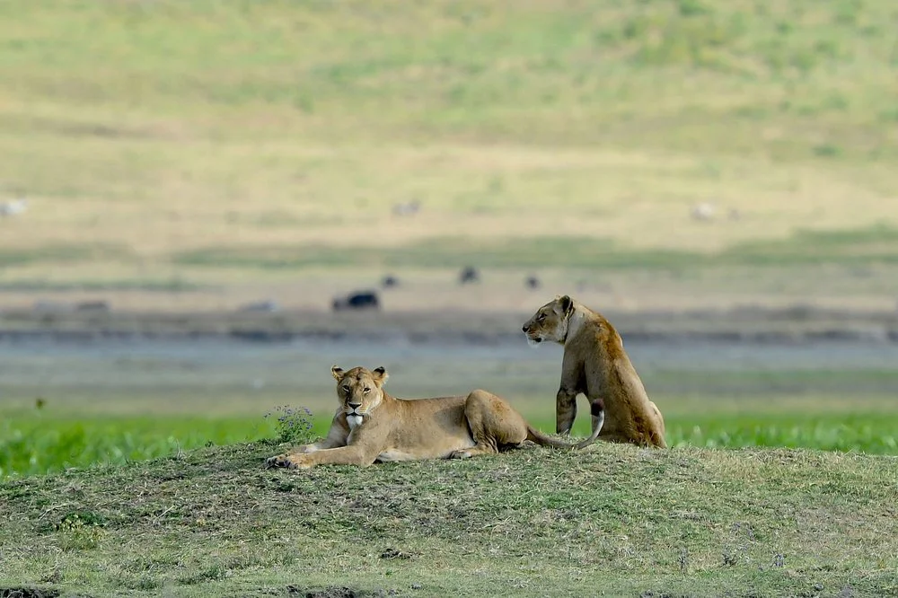 Experience 3-Day Winter Great Migration Serengeti & Ngorongoro Trip