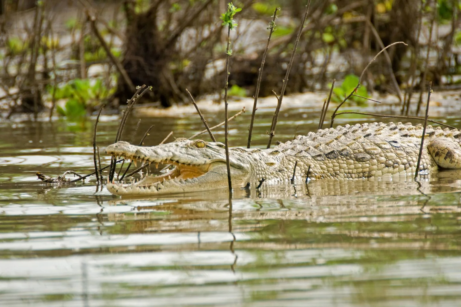 2-Day Luxury Tour from Zanzibar to Nyerere All-Inclusive