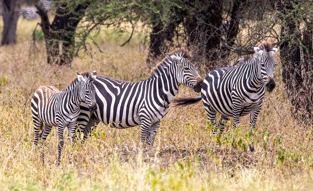 6-Day Budget Friendly Safari  Migration Experience