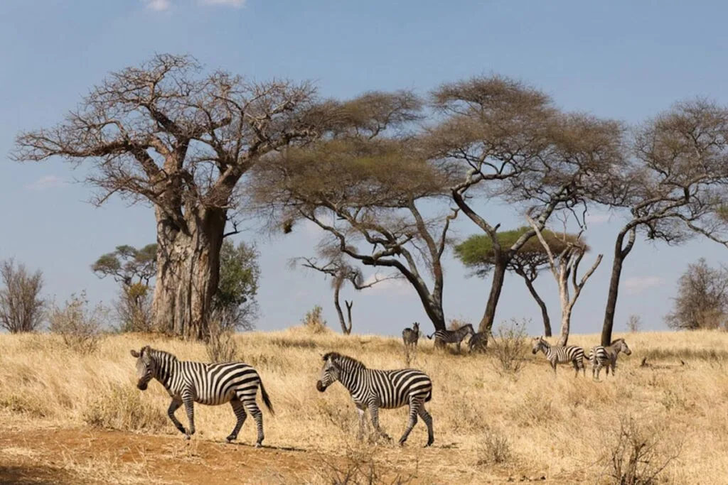 Discover 9-Day Wildebeest Migration Tanzania safaris