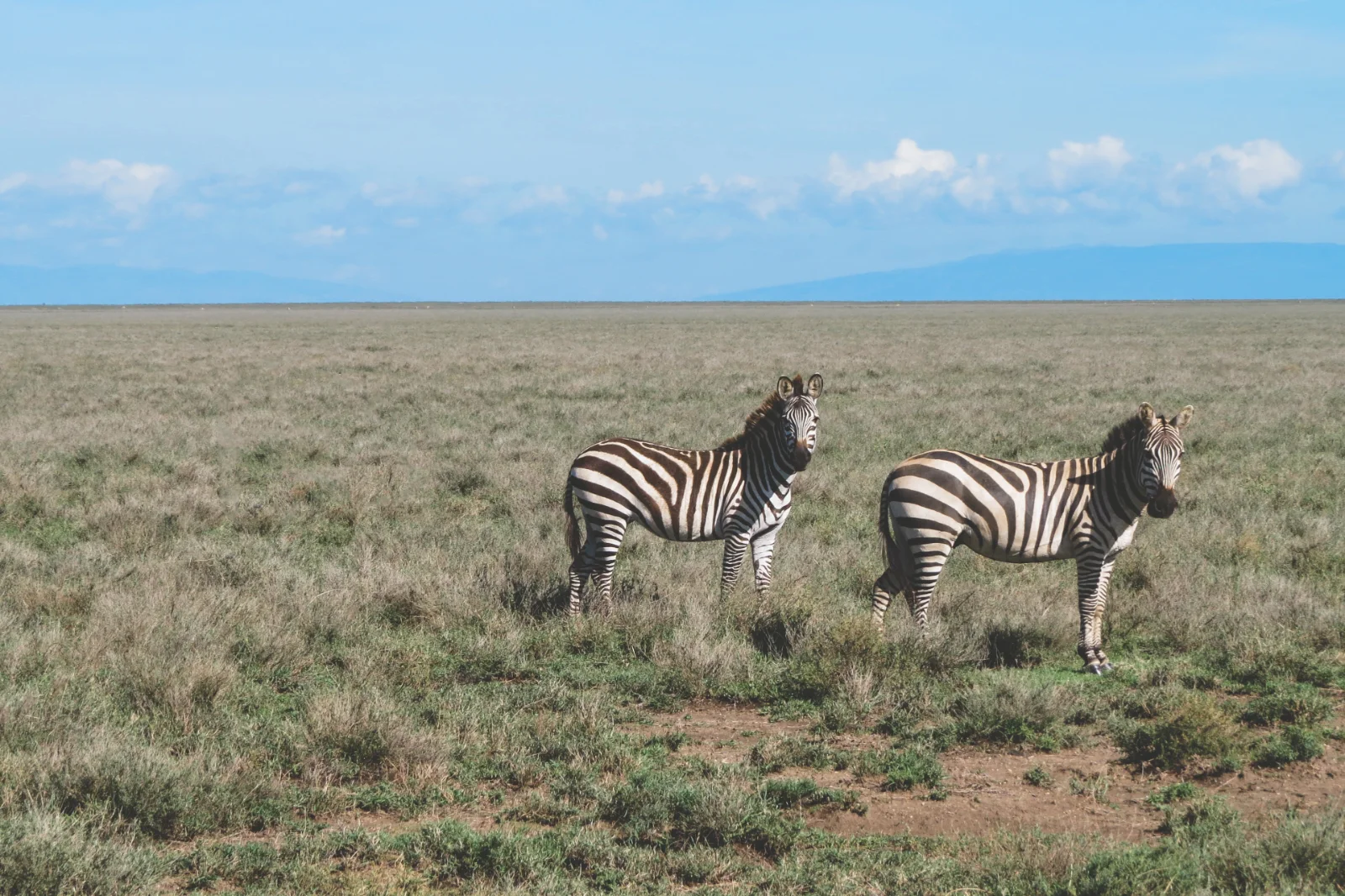 Southern Tanzania Safari: Selous, Mikumi, Ruaha & Serengeti Adventure