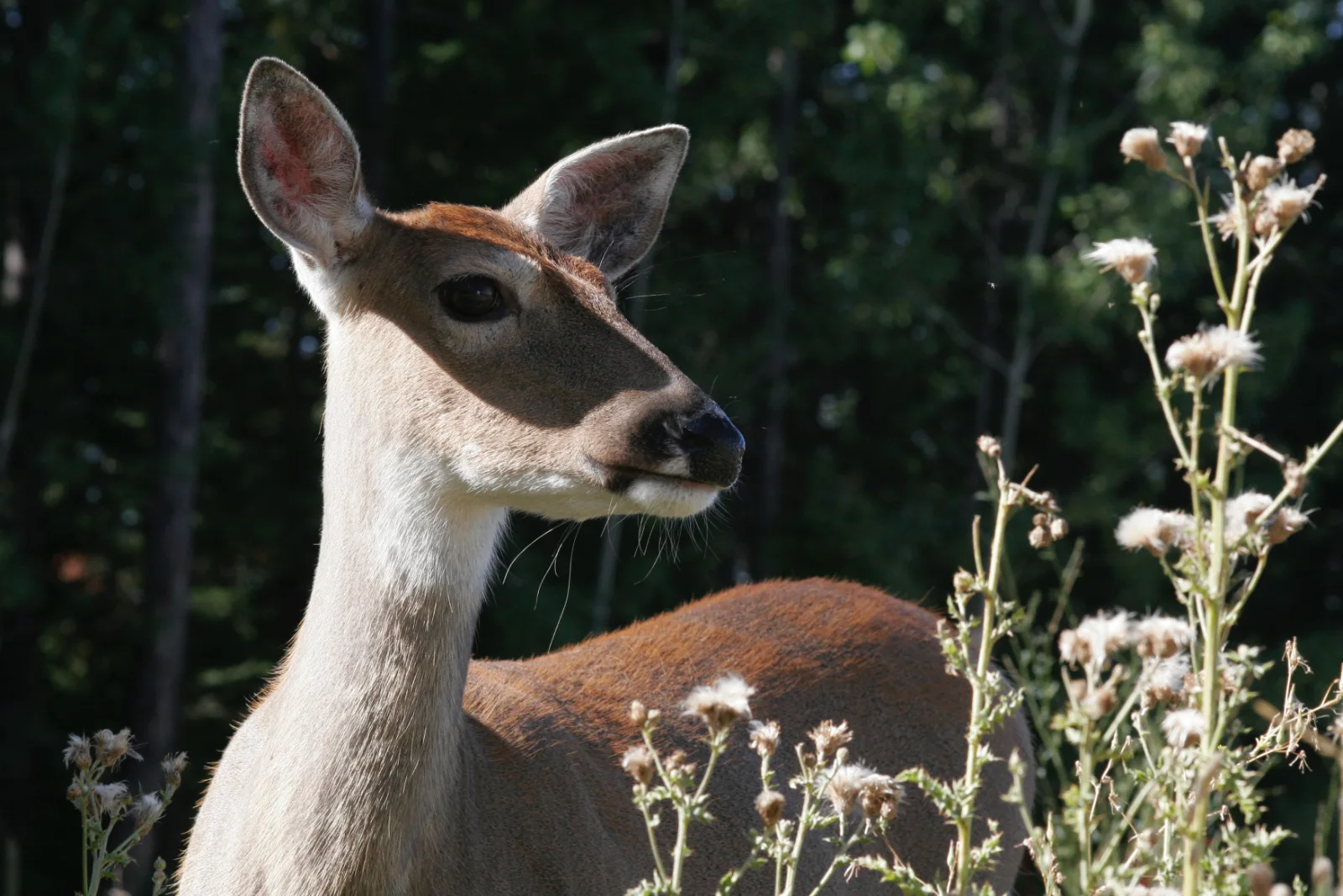 1-Day Saadani National Park Day Trip