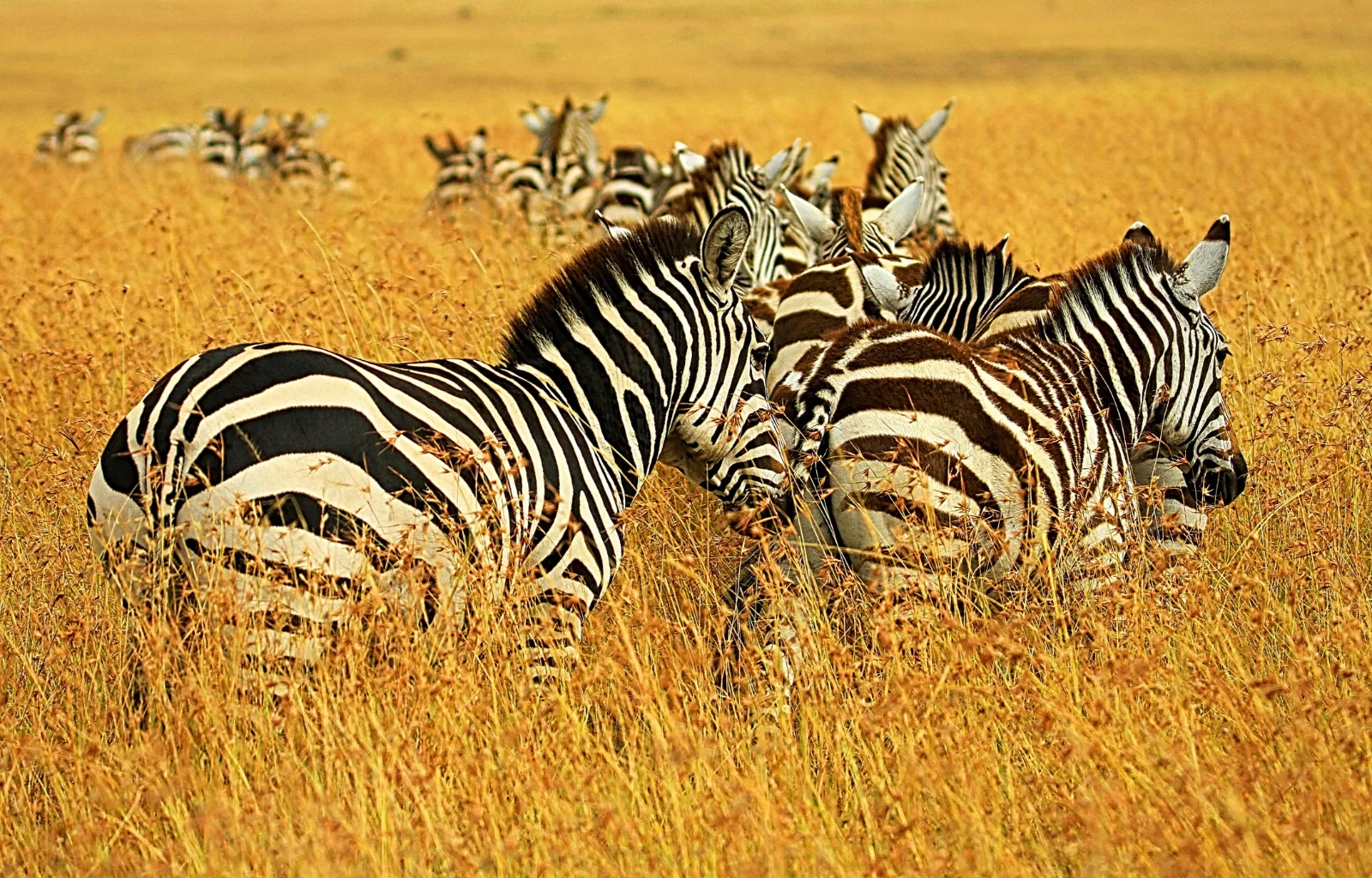 10-Day Nyerere, Udzungwa, Mikumi & Ruaha Safari Package