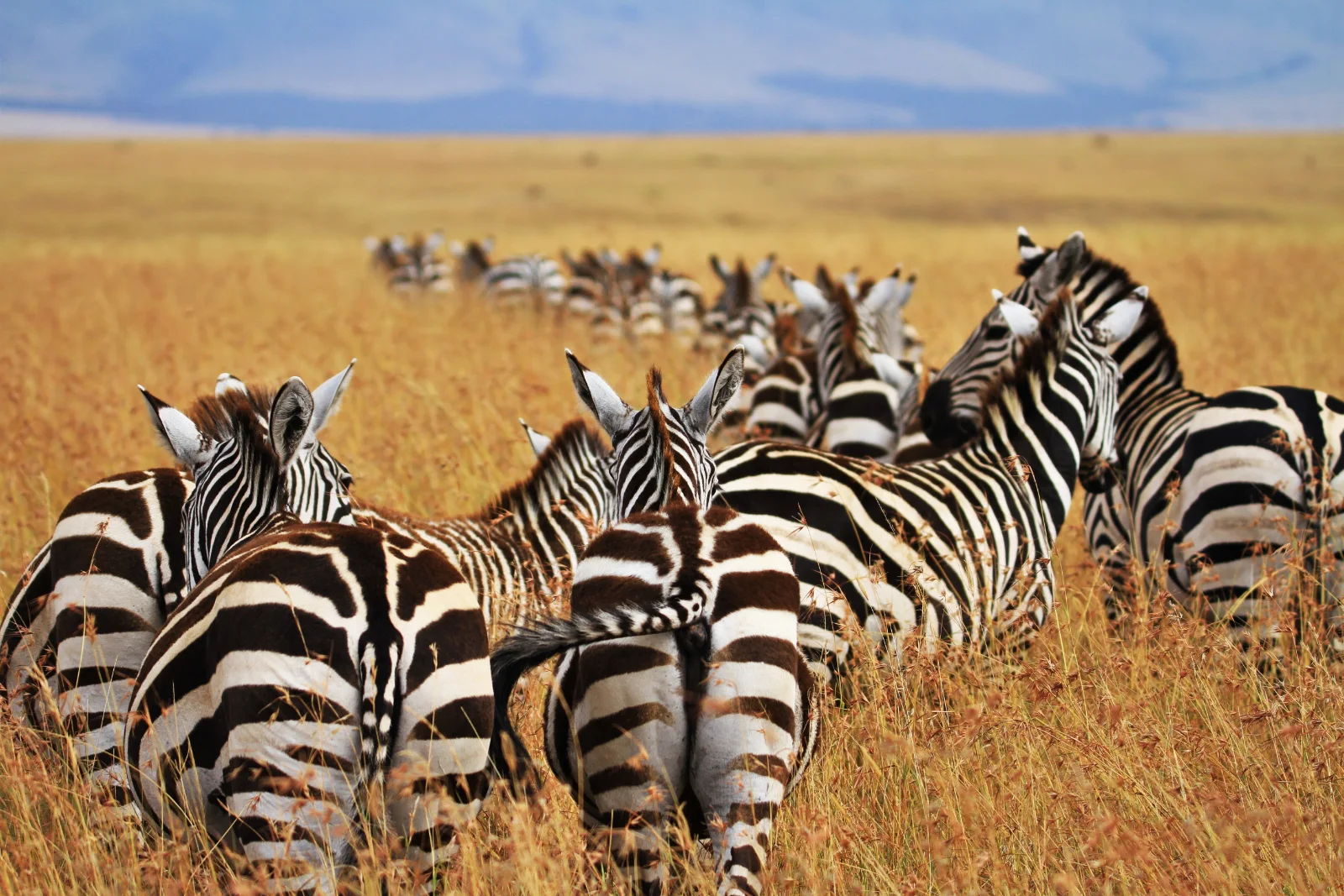 2-Day Discover Best of Masai Mara Natl Reserve Safari