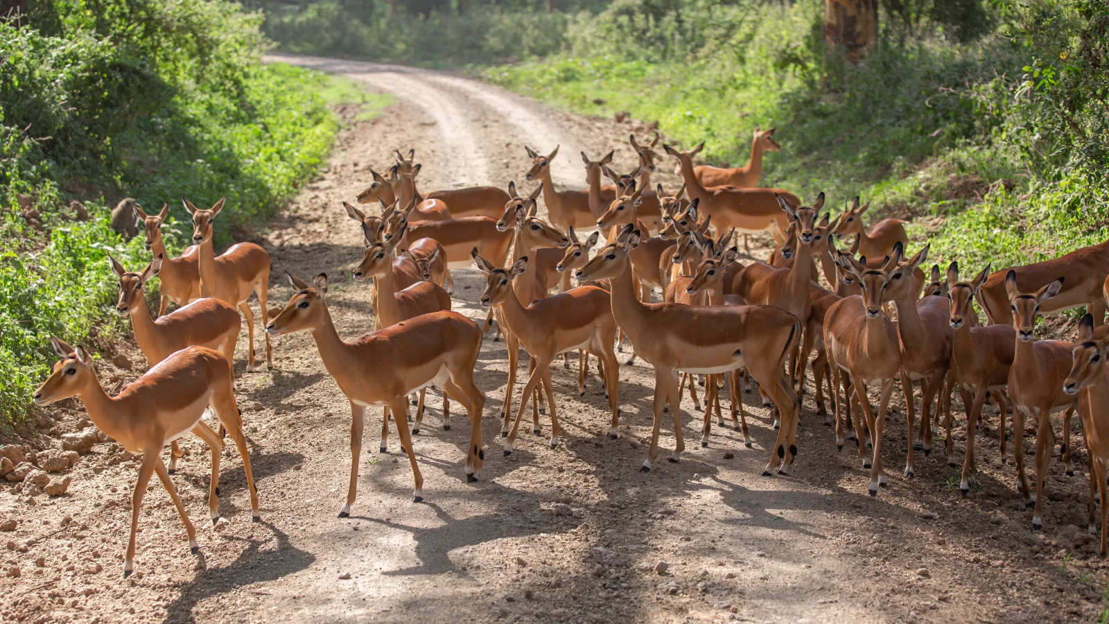 2-Day Red Earth & Wild Giants of Tsavo East