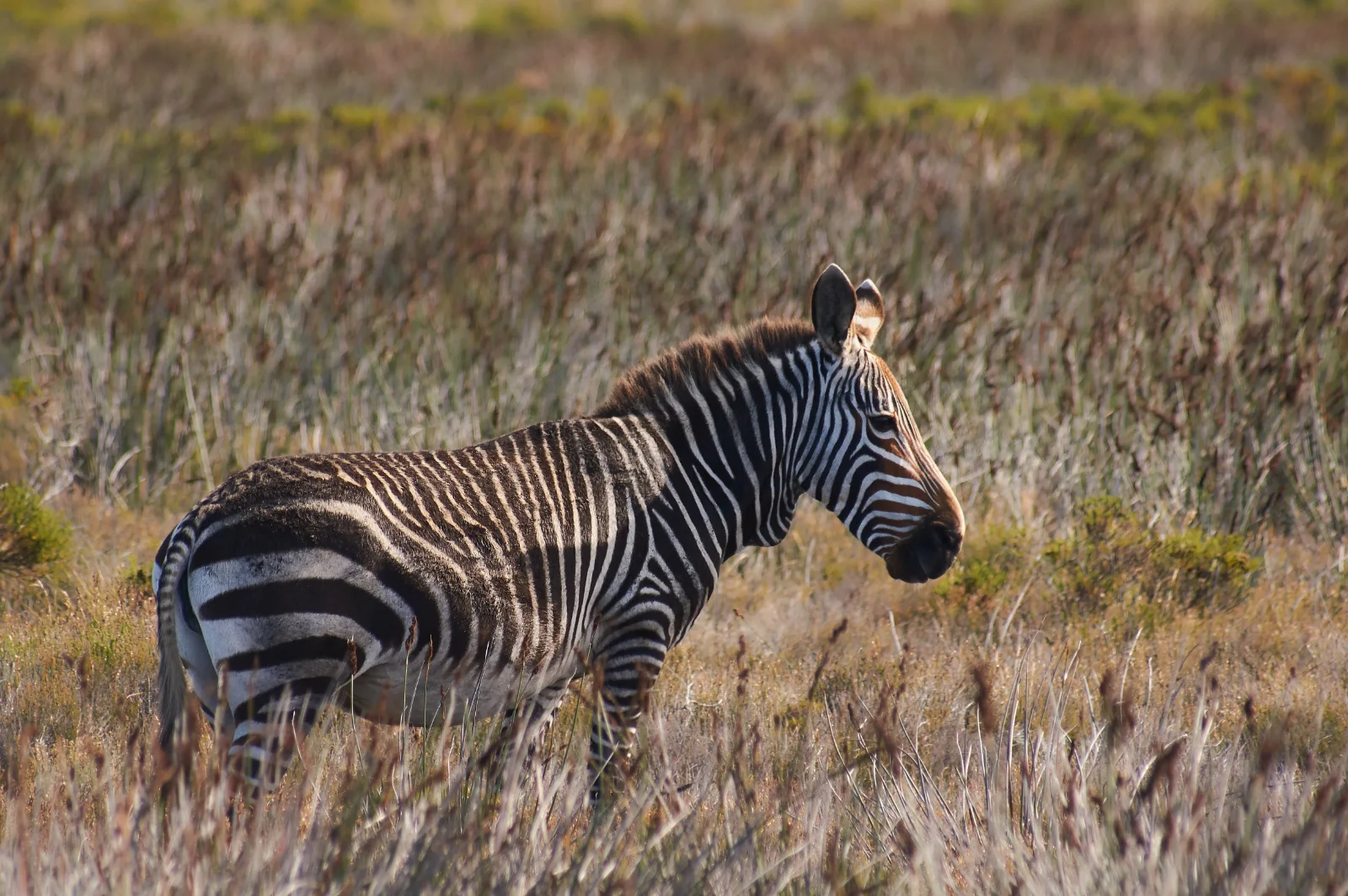 2-Day Amboseli Adventure in a Budget Camp