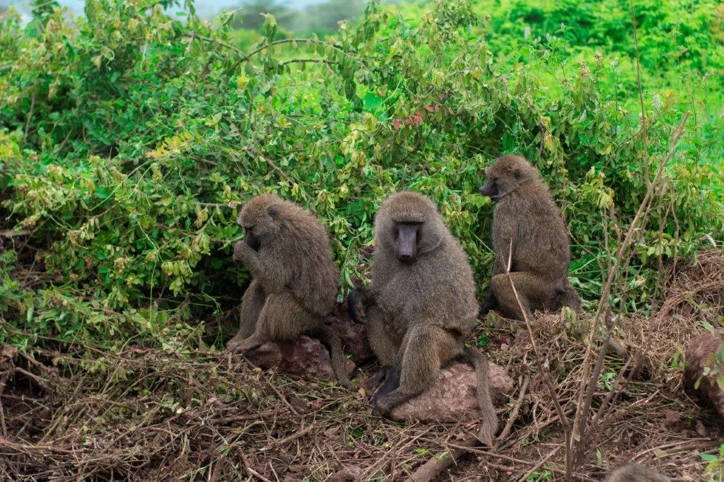 12-Day Incredible Safari of Game Drive, Stone Age, Hiking