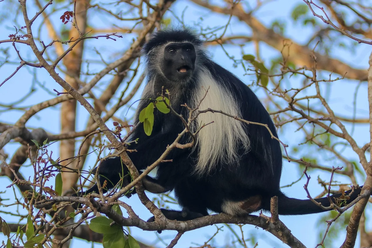 6-Day Gombe Chimpanzee & Mikumi National Park Adventures