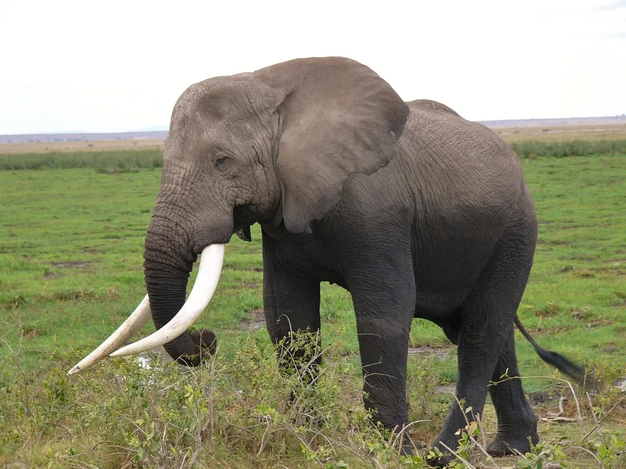 2-Day Amboseli Safari-Wander Amidst African Elephants