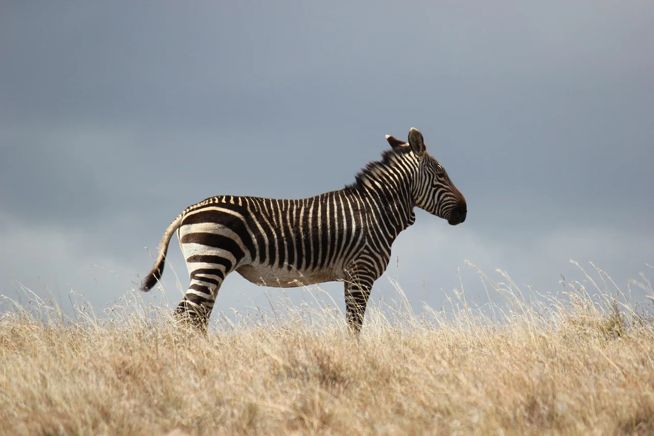 1-Day Saadan National Park from Dar Es Salaam