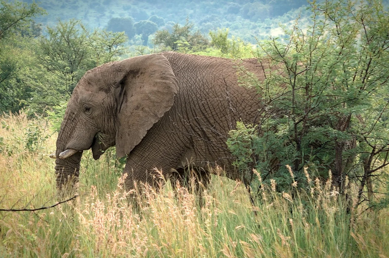 3-Day Masai Mara Midrange Economy Safari