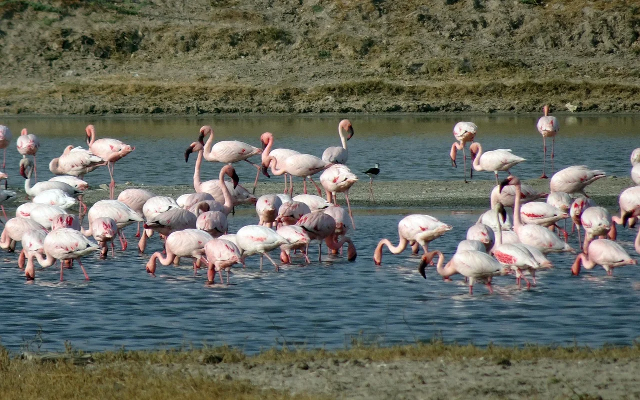 Explore the best 2-Day Saadani Wildlife Safari by the Ocean