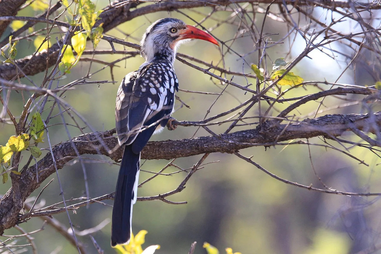 5-Day Affordable (Safari Lodges) in (Nyerere & Mikumi)