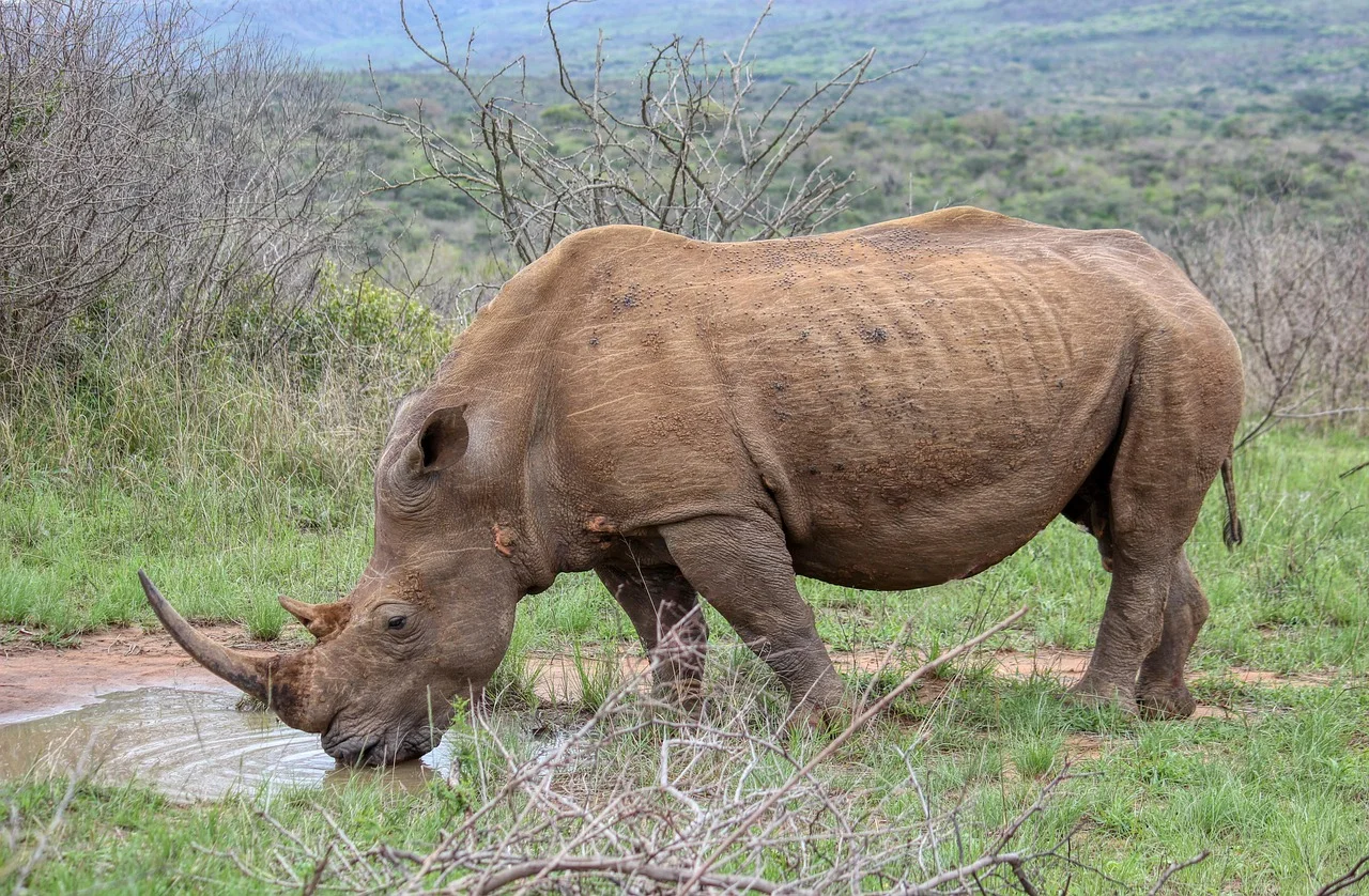 3-Day Amboseli Kilimanjaro Safari
