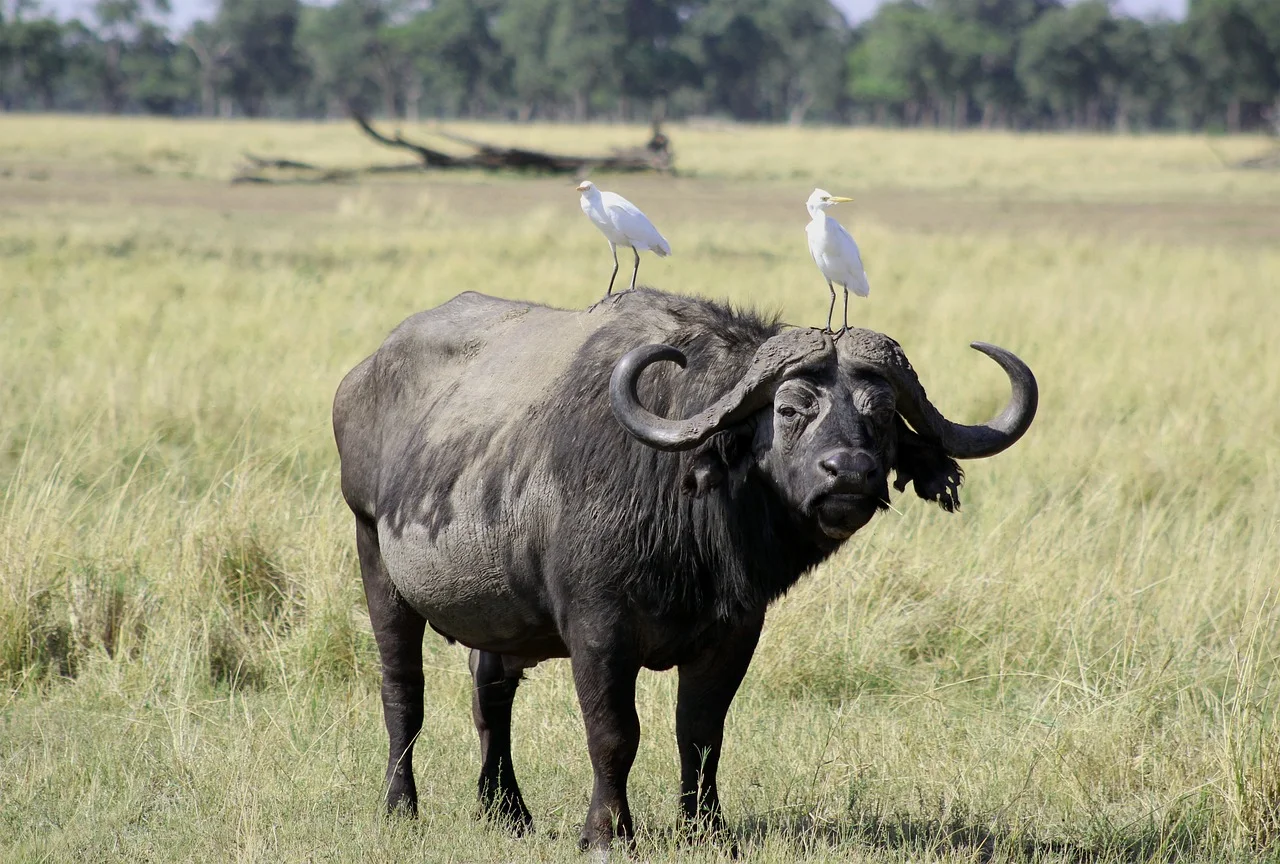 3-Day Samburu National Reserve Spectacular 4x4 Safari