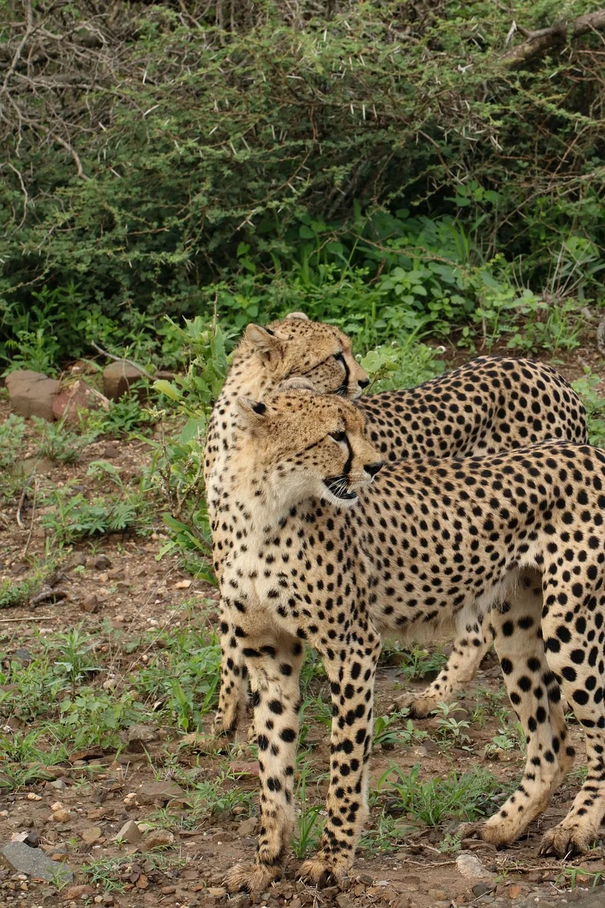 2-Day Mikumi Wildlife Safari