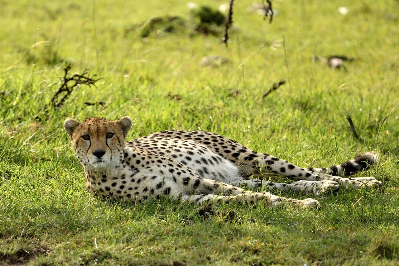 2-Day Amboseli National Park Luxury Private Safari