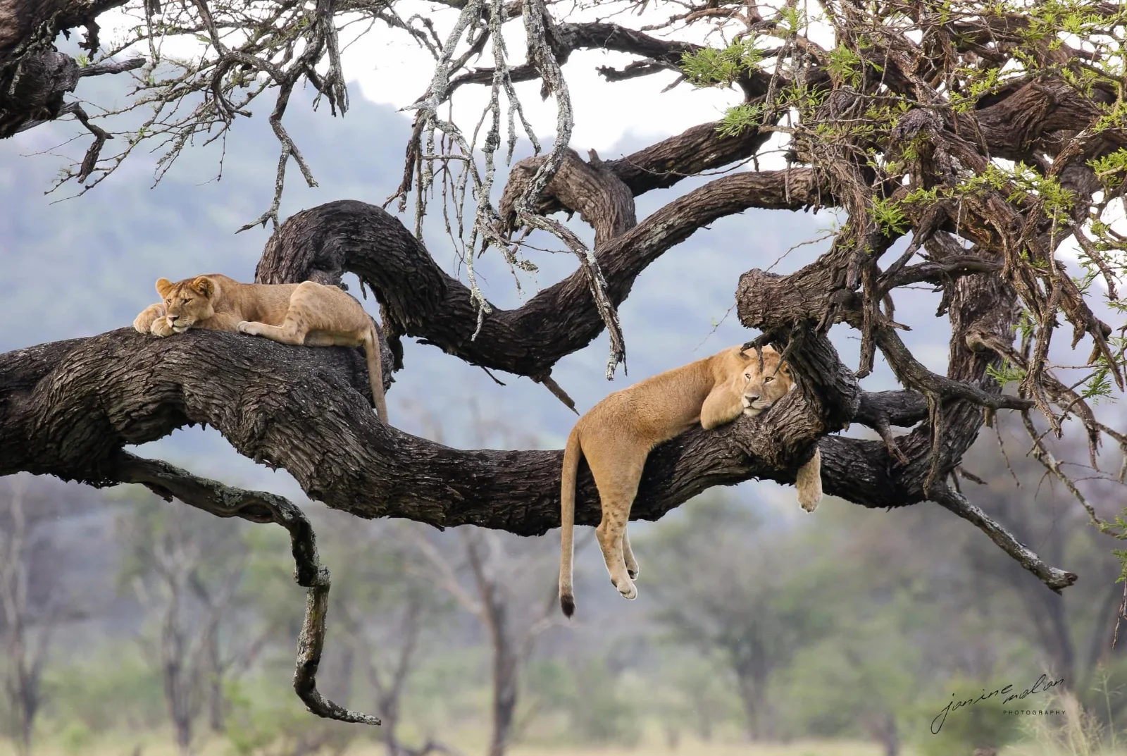 2-Day Lake Manyara and Cultural Tour