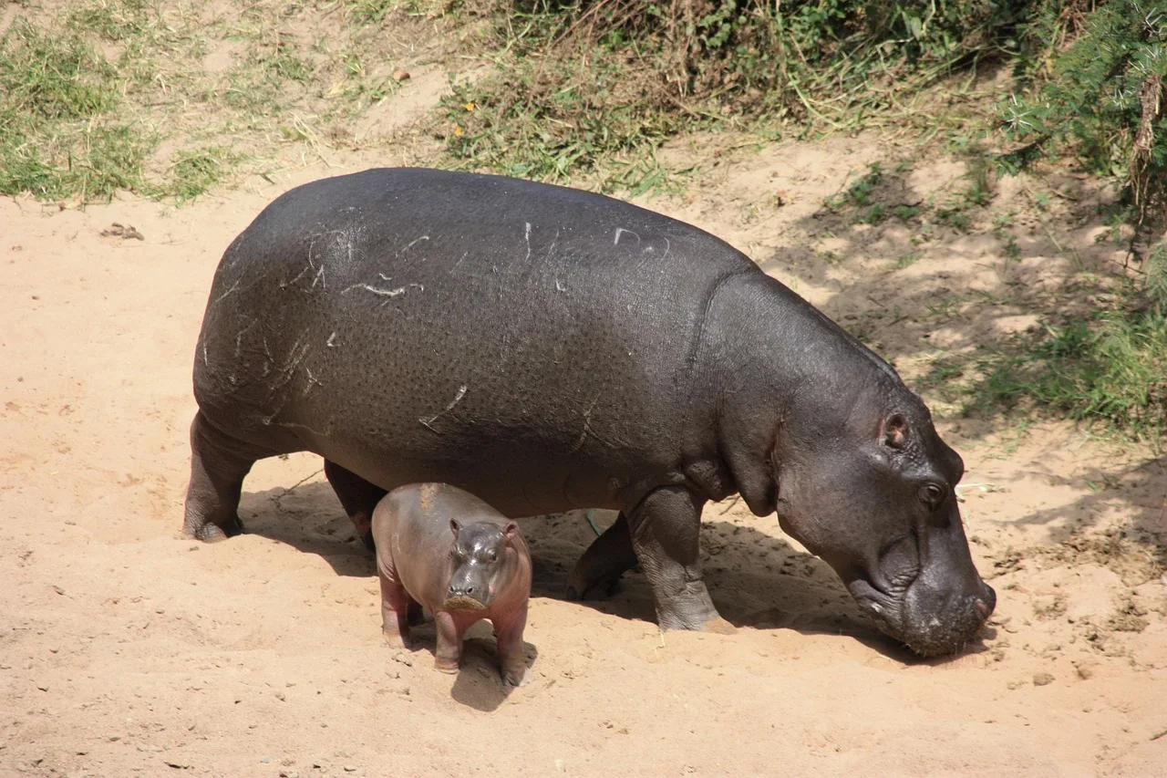3-Day Adventure in Masai Mara