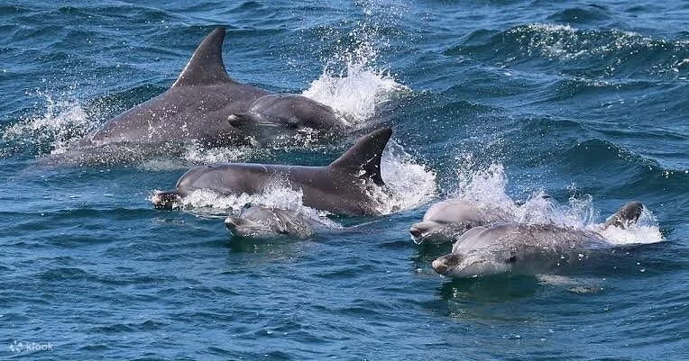 Adventure of 3-Day Safari from Zanzibar to Serengeti Fly-in & Out Tour