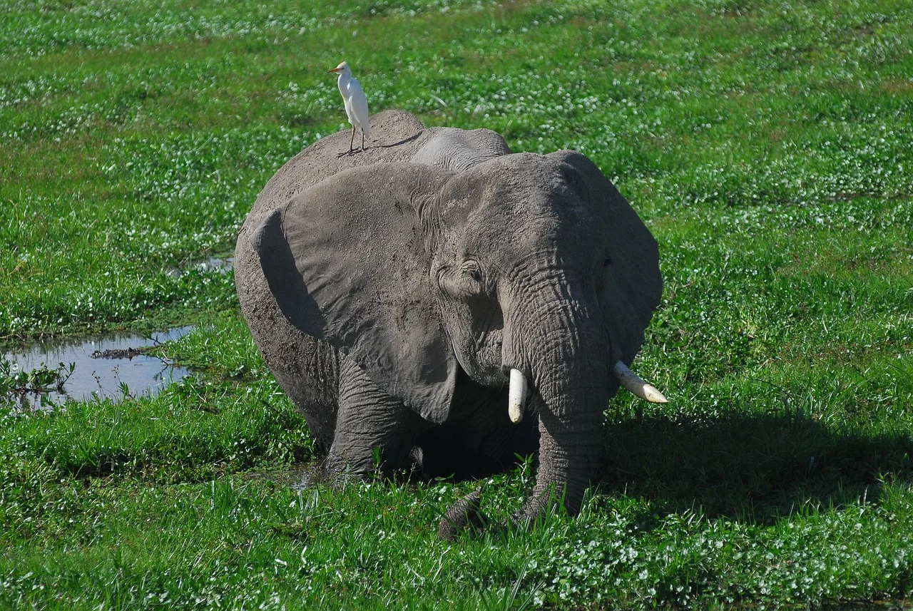 1-Day Explore Saadani NP by Jeep from Bagamoyo