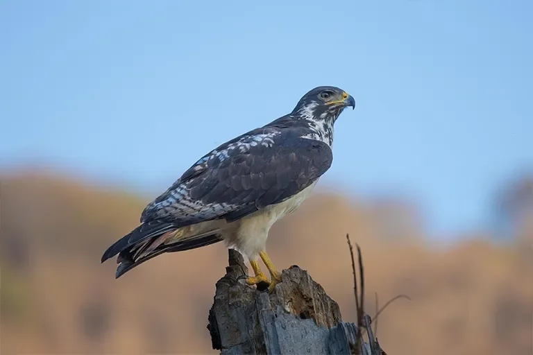 5-Day Northern Circuit Big Five Experience Tour