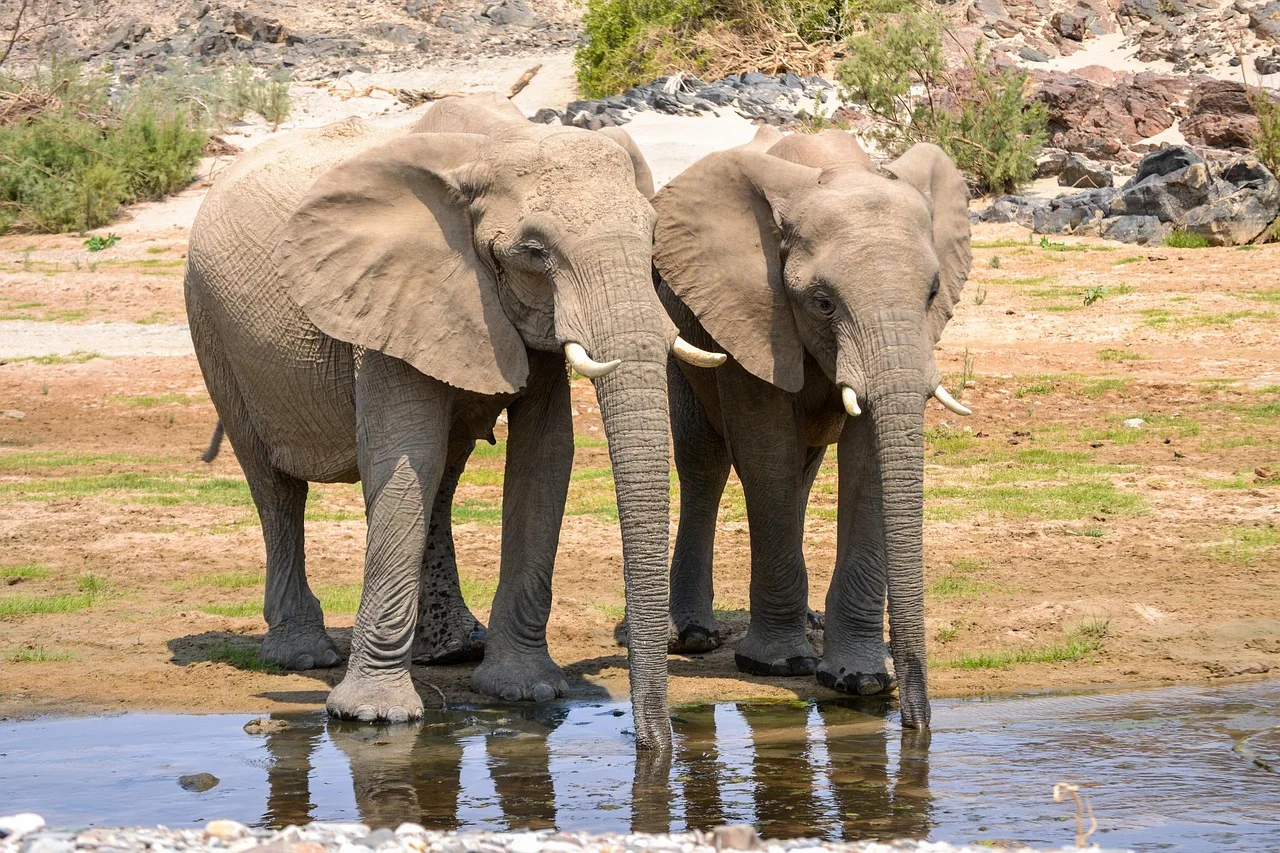 2-Day Private Mid-Range Safari to Masai Mara