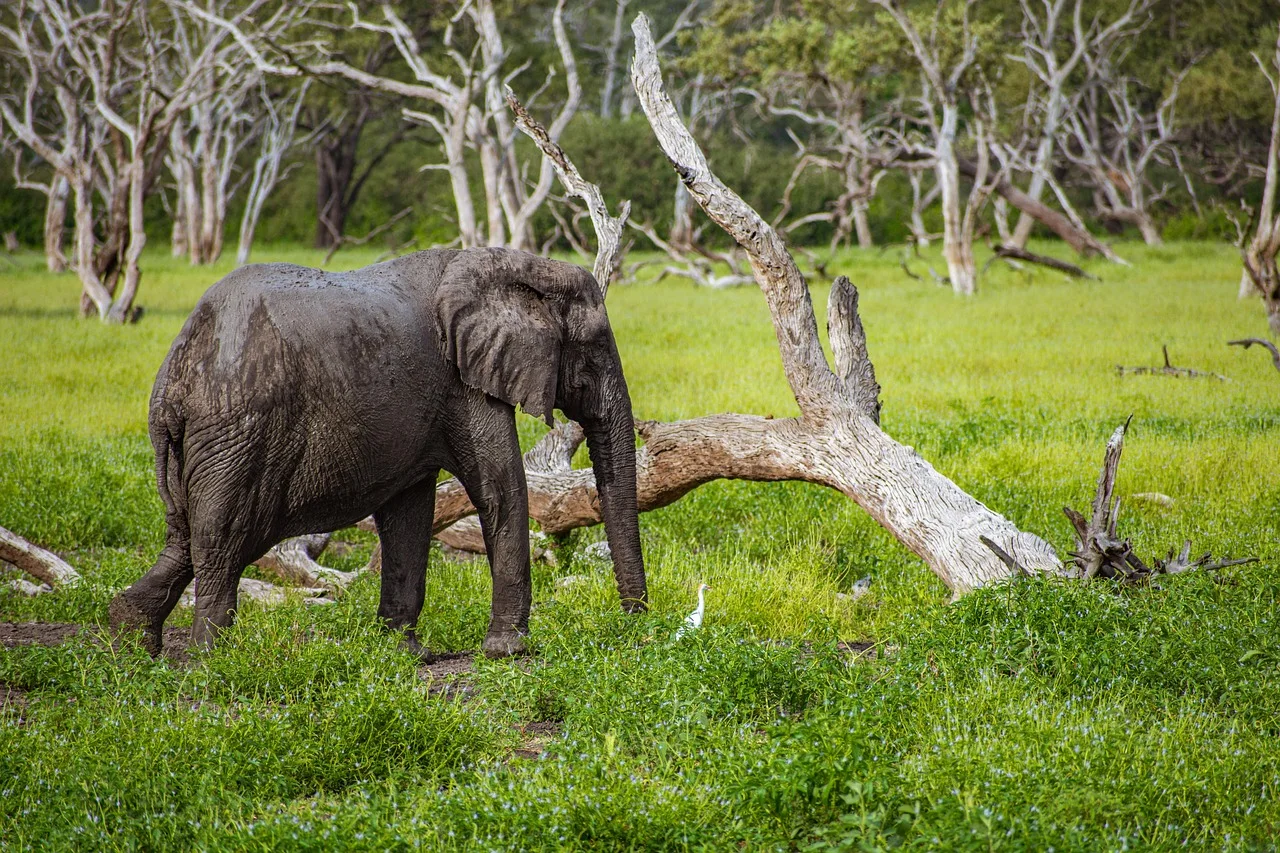 1-Day Dar Es Salaam Mikumi National Park + Free Pickup