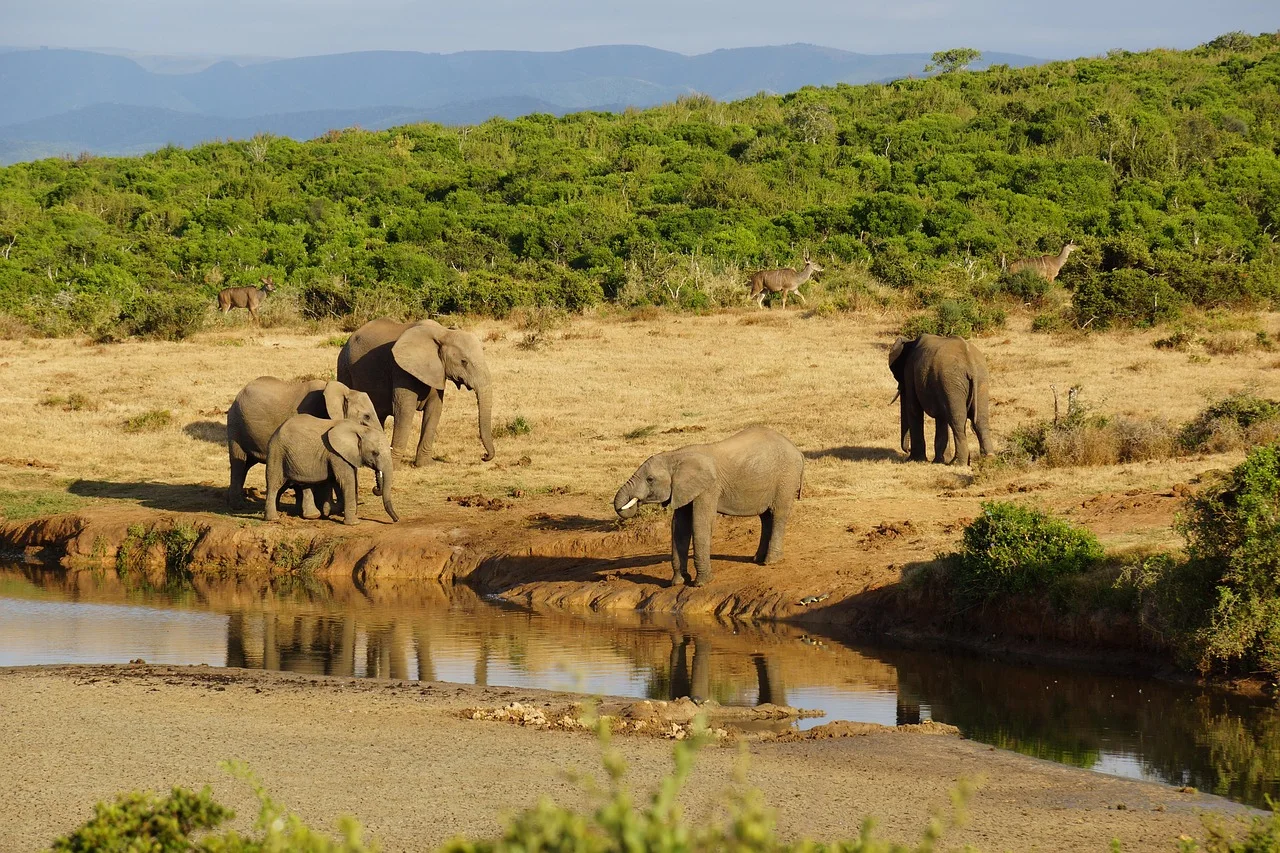 6-Day Mikumi, Udzungwa, Ruaha Safari and Maasai Visit