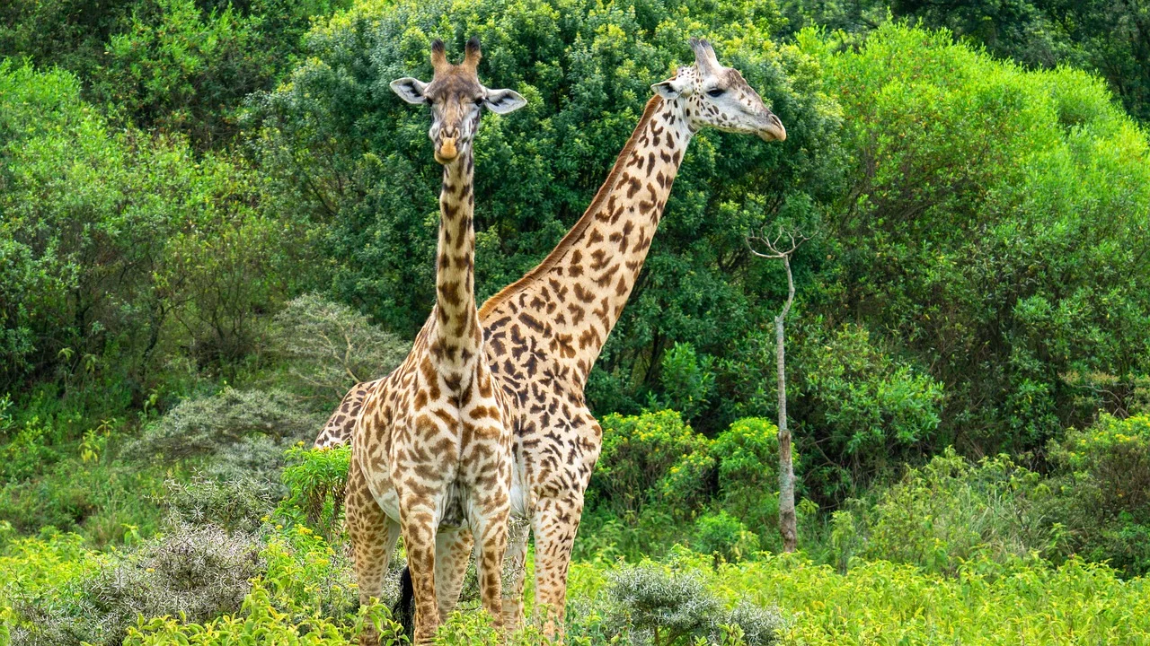 3-Day Kivuko Eco Camp – Tsavo National Park