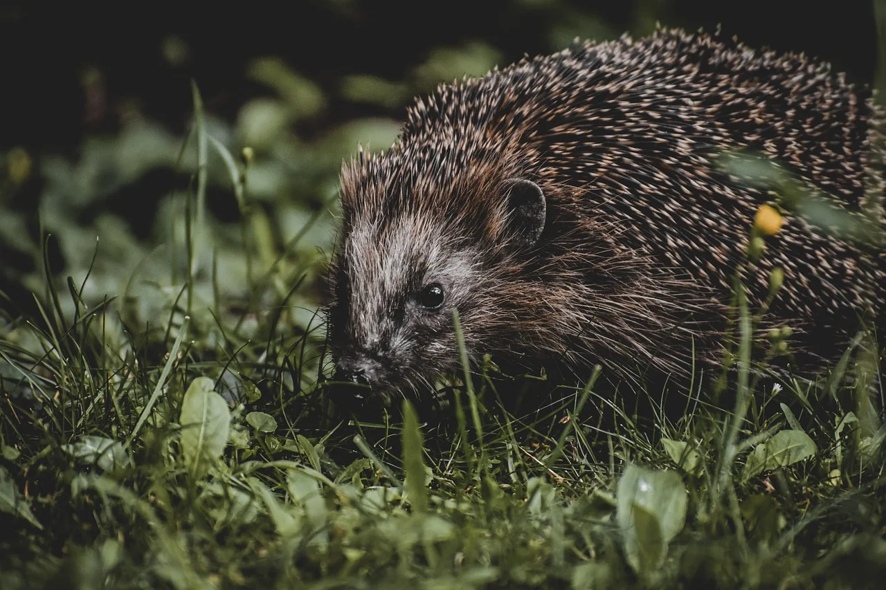 1-Day Mikumi Day Trip from Zanzibar by Flight