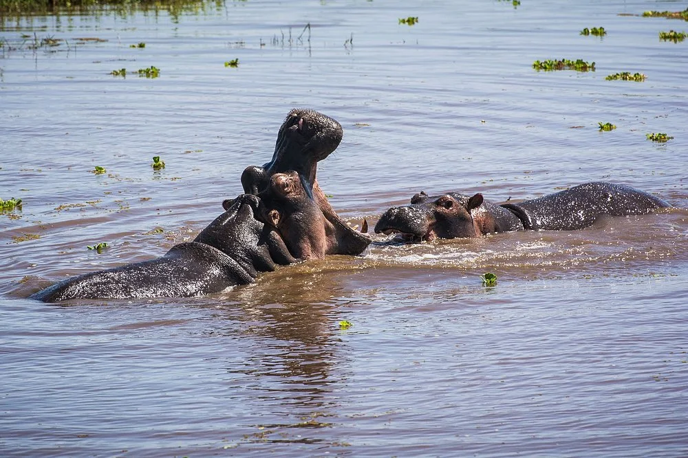 Try out 4-Day Lake Manyara, Serengeti & Ngorongoro Crater Safari