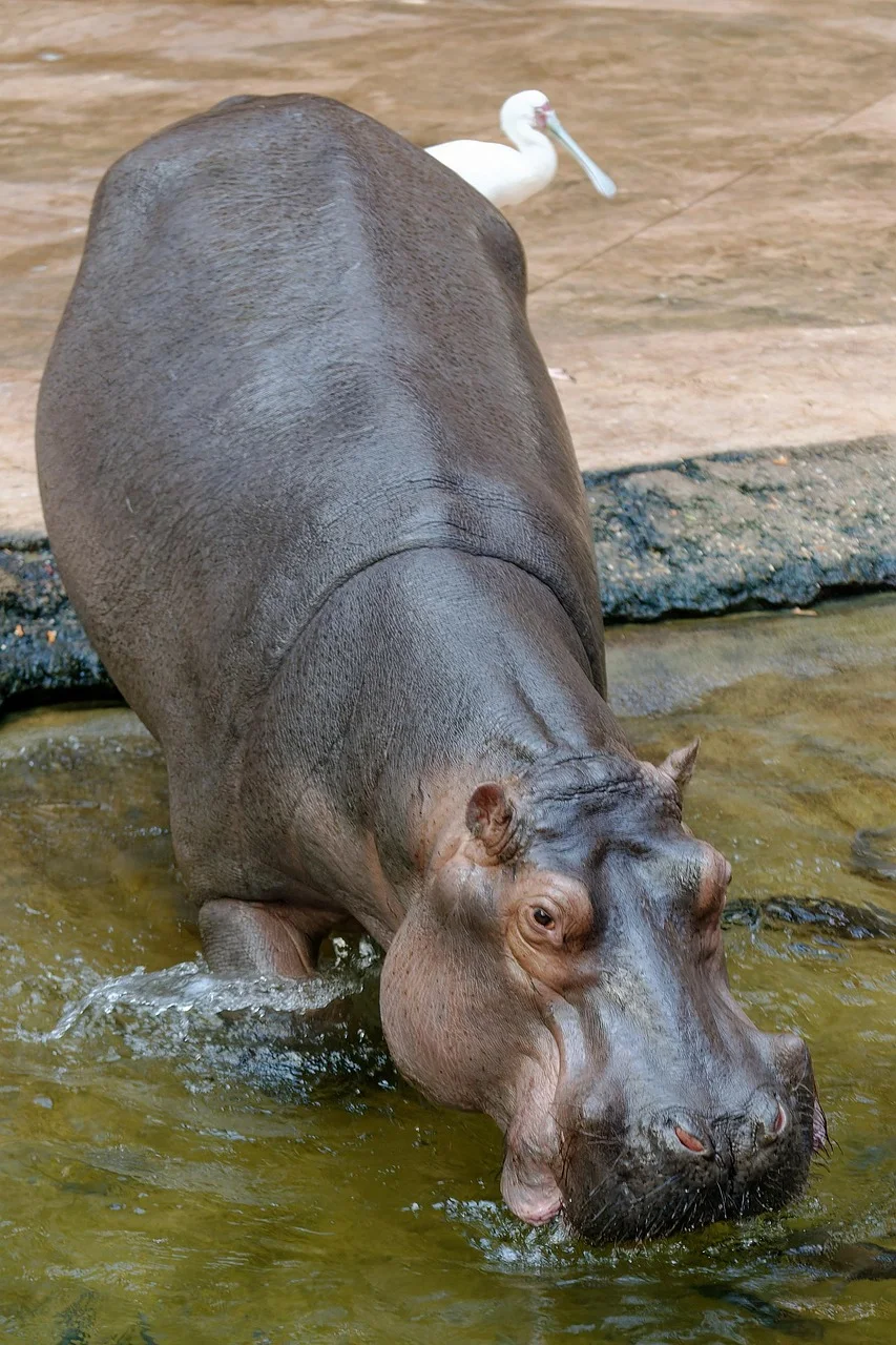 Explore the best 5-Day The Beauty of Ruaha and Mikumi National Park