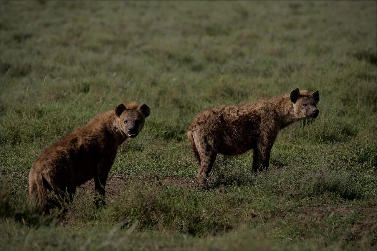 2-Day Fly in Fly out- Mikumi National Park