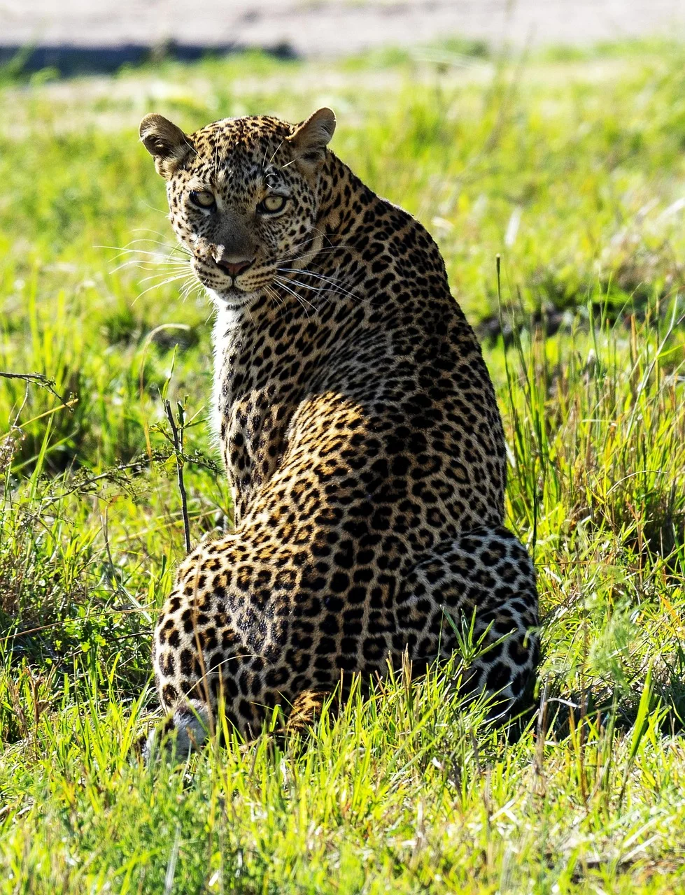 3-Day Private Budget Safari to Masai Mara Game Reserve