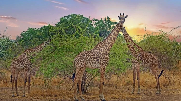 14-Day Trek the Peak, Chase the Wild, Rest in Paradise