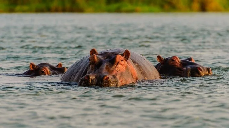 11-Day Mount Kilimanjaro (Marangu Route) + Short Safari